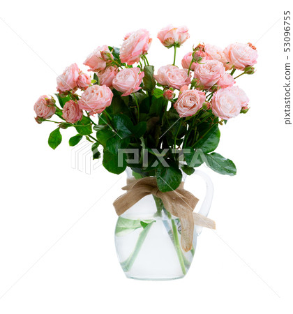fresh rose flowers 53096755
