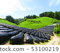 Tea plantation 53100219