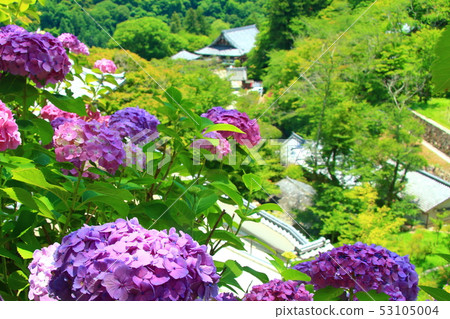 在Haseji寺（奈良縣櫻井市）盛開的繡球花 53105004