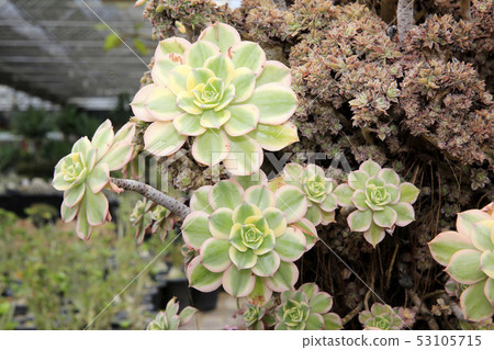 多汁植物園 多汁植物園 53105715