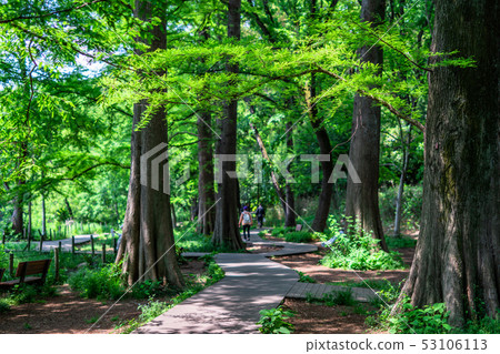 Tokyo Spring Ishigami Park Tokyo Spring Ishigami Park 53106113