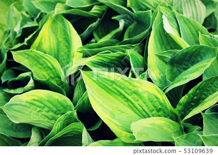 Hosta leaves pattern background. Summer plants wallpaper. Hosta lily leaf 53109639