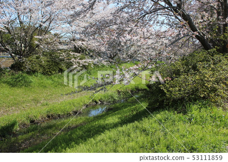 Sakura *** Sakura Sakura SAKURA *** Sakura *** Sakura Sakura SAKURA *** 53111859