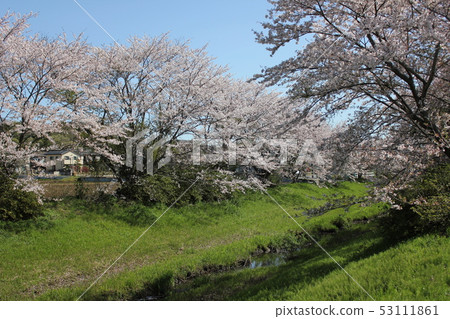 Sakura *** Sakura Sakura SAKURA *** Sakura *** Sakura Sakura SAKURA *** 53111861