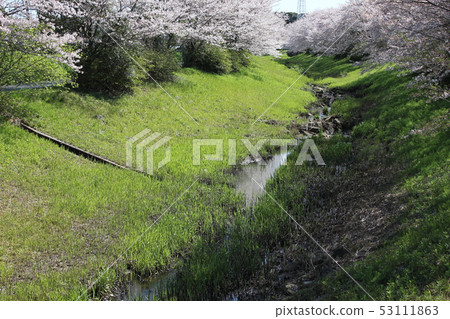 Sakura *** Sakura Sakura SAKURA *** Sakura *** Sakura Sakura SAKURA *** 53111863