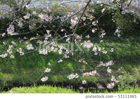 Sakura *** Sakura Sakura SAKURA *** Sakura *** Sakura Sakura SAKURA *** 53111865