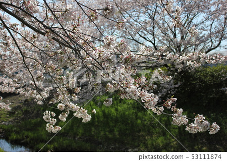 Sakura *** Sakura Sakura SAKURA *** 53111874