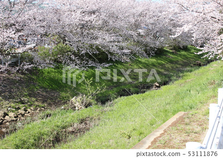 Sakura *** Sakura Sakura SAKURA *** Sakura *** Sakura Sakura SAKURA *** 53111876