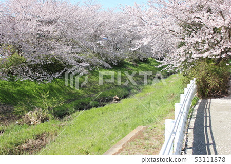 Sakura *** Sakura Sakura SAKURA *** Sakura *** Sakura Sakura SAKURA *** 53111878