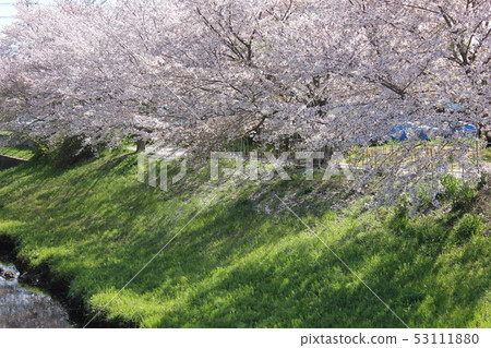 Sakura *** Sakura Sakura SAKURA *** Sakura *** Sakura Sakura SAKURA *** 53111880