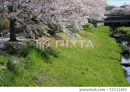 Sakura *** Sakura Sakura SAKURA *** 53111882