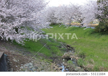 Sakura *** Sakura Sakura SAKURA *** Sakura *** Sakura Sakura SAKURA *** 53111884