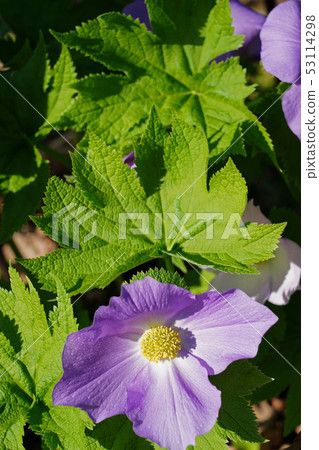 Beautiful light purple Beautiful light purple 53114298