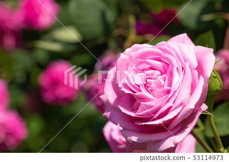 玫瑰 玫瑰 53114973