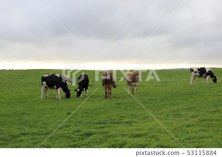 Hokkaido rich large grassland breeding ranch Hokkaido rich large grassland breeding ranch 53115884