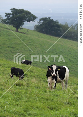 Hokkaido Kamishihoro Naitai Kogen Ranch Cattle grazing 53119140