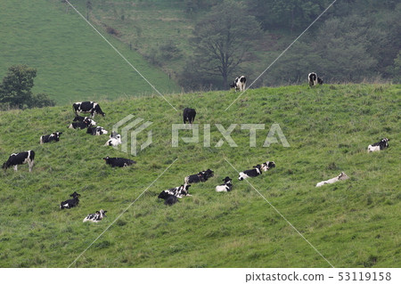 北海道 Kamishihoro Naitai 高原牧場牛放牧 53119158