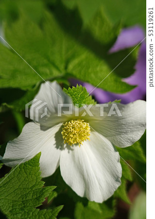 美麗的白色Shiraneoi 53119261