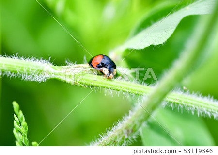 Nami Tentow（兩個） 53119346