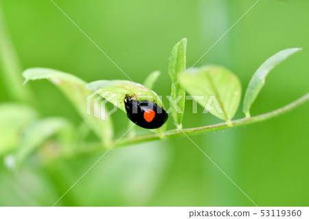 Nami Tentow (two) 53119360