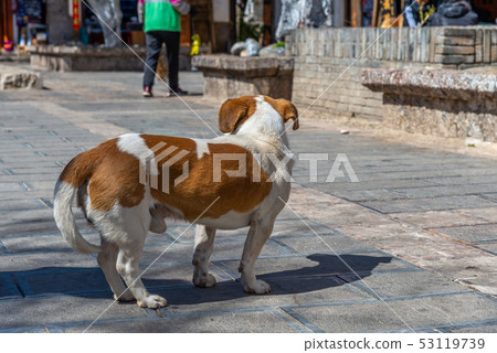 Old Town of Lijiang China China Lijiang Ancient City World Heritage Old Town of Lijiang China China Lijiang Ancient City World Heritage 53119739