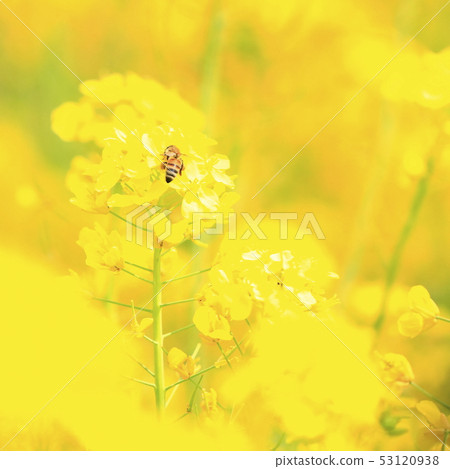 Rape flowers and honey bees Rape flowers and honey bees 53120938