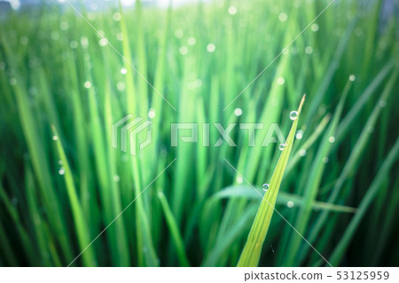 綠色雜草水珠背景 綠色雜草水珠背景 53125959