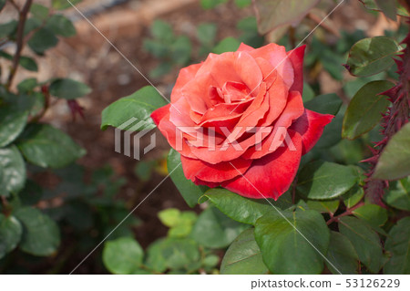 Rose "Black Tea" Rose "Black Tea" 53126229