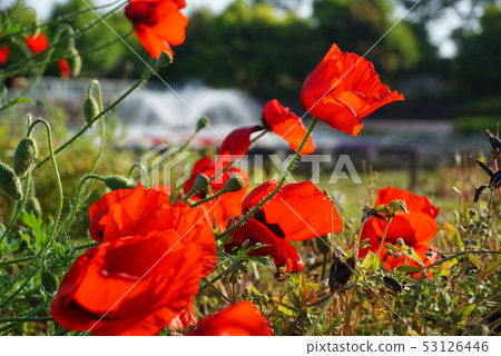Red flower and fountain Red flower and fountain 53126446