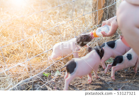 farmer feeding milk to baby pig in farm 53127321