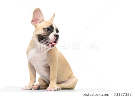 cute french bulldog sitting on table isolated 53127322