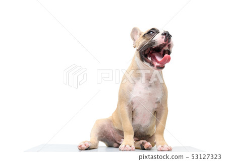 french bulldog yawn isolated on white 53127323