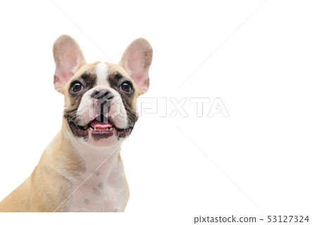 Cute french bulldog puppy looking isolated 53127324