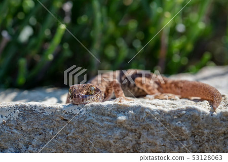 Close up cute small Even-fingered gecko genus Alsophylax on stone Close up cute small Even-fingered gecko genus Alsophylax on stone 53128063