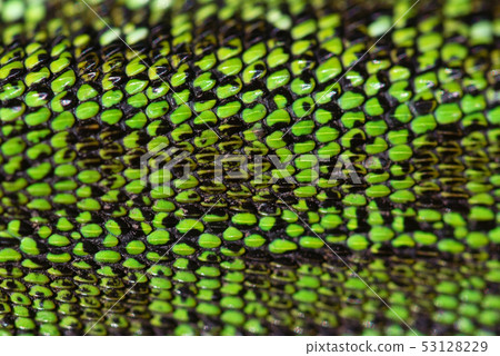 Close up green reptile skin texture background 53128229
