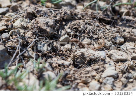 Close up cute small Even-fingered gecko genus Alsophylax on ground Close up cute small Even-fingered gecko genus Alsophylax on ground 53128334