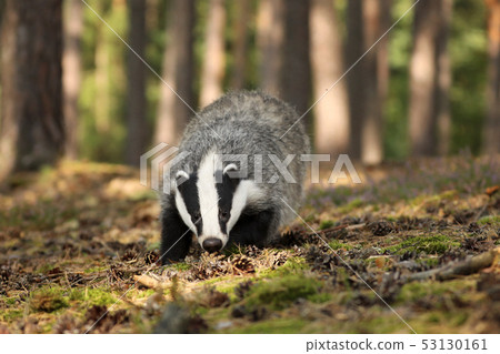 Meles meles, animal in wood. European badger 53130161