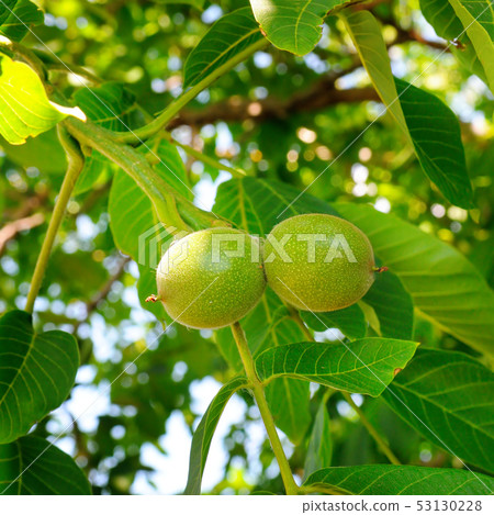 Background of green leaves and walnuts. Sunny day. Background of green leaves and walnuts. Sunny day. 53130228