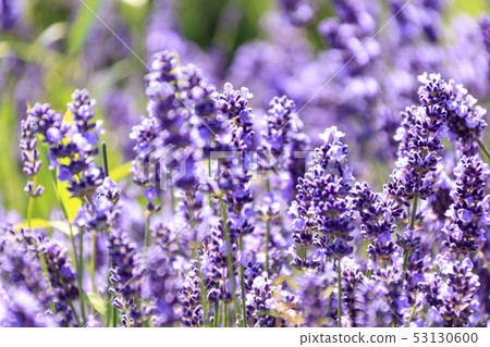 Jorgashima new spot lavender field (early summer) 53130600