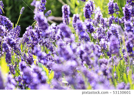 Jorgashima new spot lavender field (early summer) 53130601