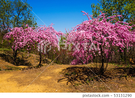春天漂白的梅花 53131290