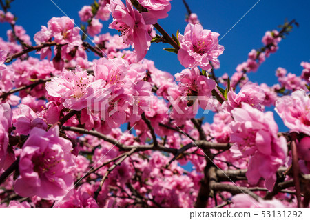 Blooming plum blossoms in spring 53131292