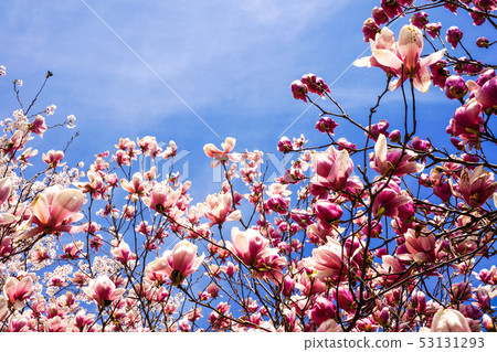Slaughter of blue sky background 53131293
