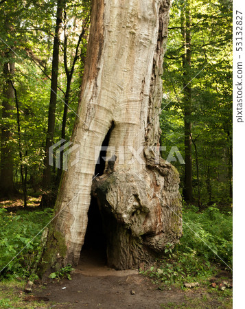 Decayed oak Decayed oak 53132827