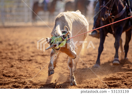 Calf Roping Competition At An Australian Rodeo 53133139