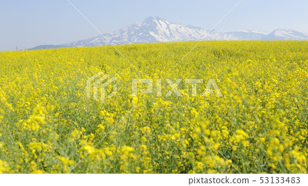 Rapeseed field Rapeseed field 53133483