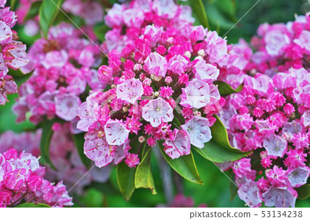 Red karmia flower 53134238