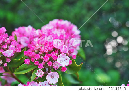 Red karmia flower 53134243