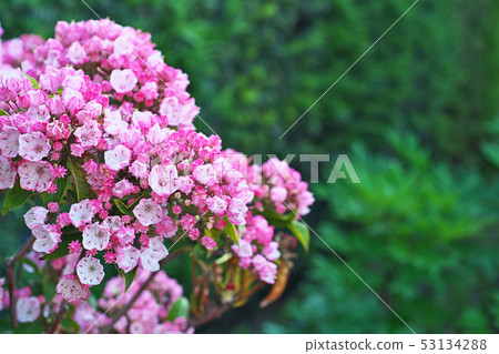 Red karmia flower 53134288