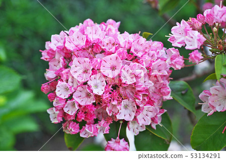 Red karmia flower 53134291